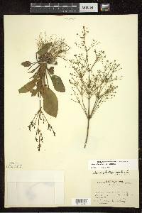 Alisma subcordatum image