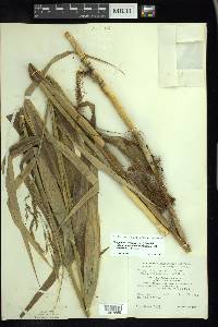 Phragmites australis var. americanus image