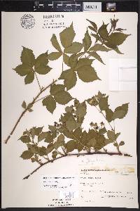 Rubus flagellaris image