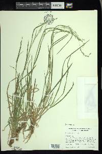 Poa alsodes image