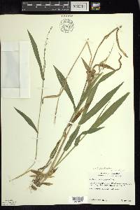 Dichanthelium xanthophysum image