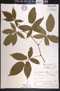 Rubus allegheniensis var. gravesii image