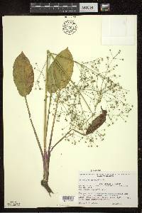 Alisma subcordatum image