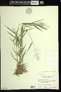 Panicum acuminatum image