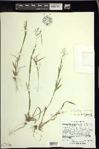 Panicum acuminatum image