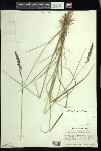 Calamagrostis stricta subsp. inexpansa image