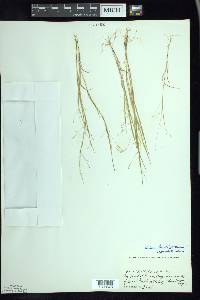 Panicum flexile image