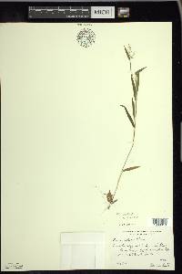 Panicum acuminatum image