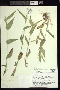 Dichanthelium latifolium image