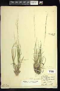 Dichanthelium linearifolium image