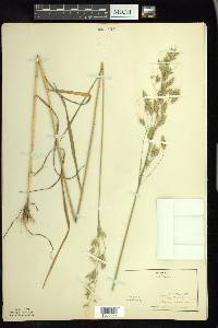 Bromus secalinus image