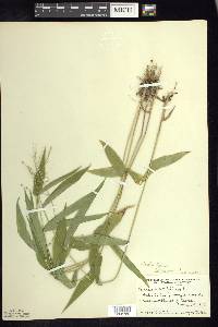 Dichanthelium latifolium image