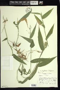 Dichanthelium latifolium image