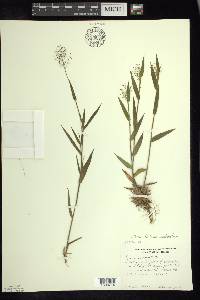 Panicum acuminatum image