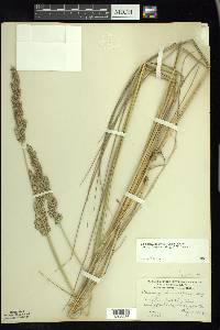 Calamagrostis stricta image