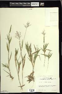 Panicum acuminatum image