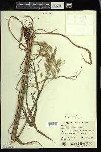 Bromus latiglumis image