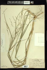 Calamovilfa longifolia image