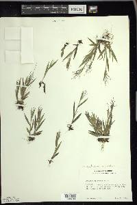 Panicum acuminatum image