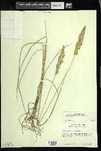 Calamagrostis stricta image