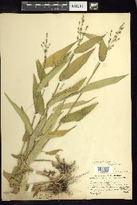 Dichanthelium latifolium image