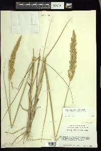 Calamagrostis stricta subsp. inexpansa image