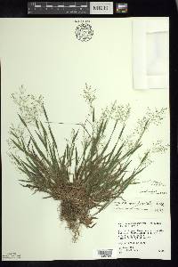 Panicum acuminatum image