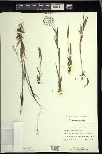 Panicum acuminatum image