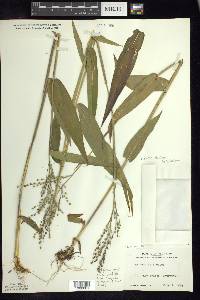 Dichanthelium latifolium image