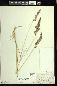 Calamagrostis stricta image