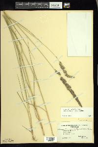 Calamagrostis stricta image