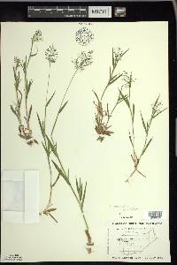 Panicum acuminatum image