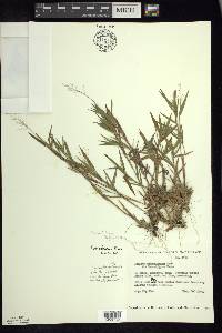 Panicum acuminatum image