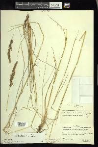 Calamagrostis stricta image