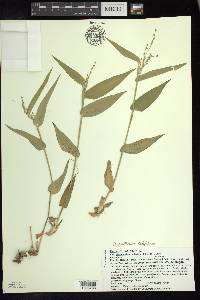 Dichanthelium latifolium image