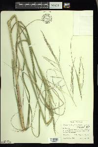 Calamovilfa longifolia image