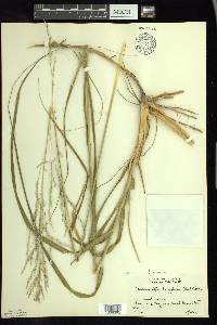 Calamovilfa longifolia image