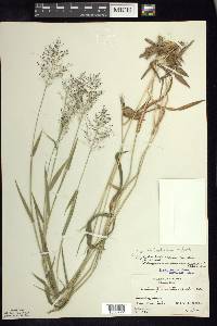 Panicum acuminatum image