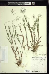 Panicum acuminatum image