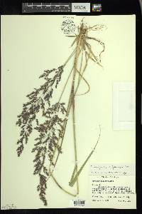 Calamagrostis epigejos image