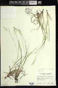 Dichanthelium linearifolium image