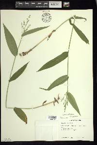 Dichanthelium latifolium image