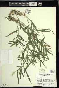 Panicum acuminatum image