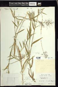 Panicum acuminatum image