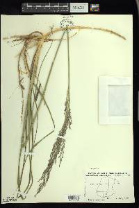 Calamovilfa longifolia image