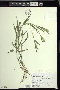 Panicum acuminatum image