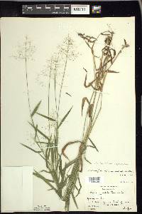 Panicum acuminatum image