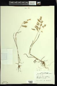 Bromus squarrosus image