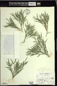 Panicum acuminatum image