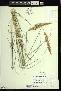 Calamagrostis stricta image